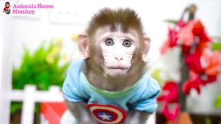 Bibi the monkey