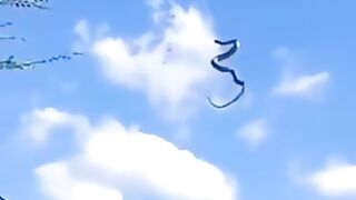 Snake Vs Spider