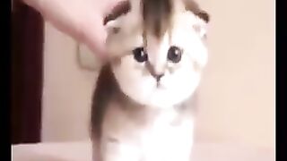 Funny Cat vs Dog viral clips Soo Animals Shorts Short videos