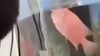 Funny video!oh no haha