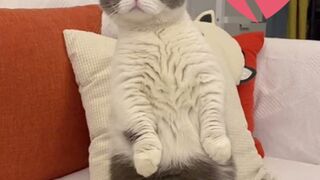 Funny cute cat video