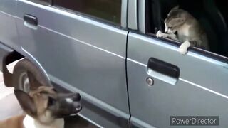 Angry Cats VS Dogs Funny Compilation????????