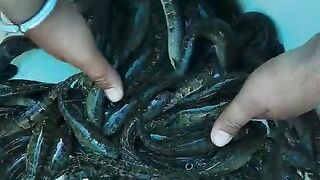 Sole fish video