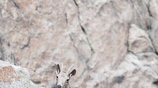 Herds of ibexes in the northern area of pakistan