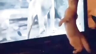 Cute cat fun????????????????????????????