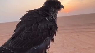 Flying Falcons in The Desert