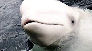 A Rare sighting of a whale