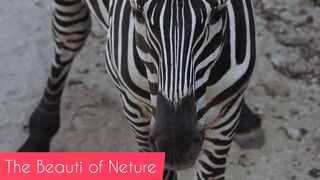 Beauti of netur#short video