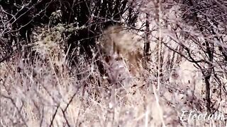 Animals That Don't Surrender to the HunterPart 2