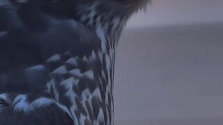Black Falcon at the time of Sunset