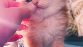 Cute cat .i am in love