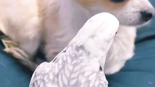 Parat with cute dog