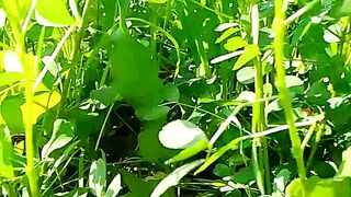 Green felid
