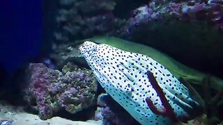 Animals video