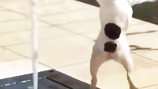 Funny dogs #funnycats