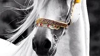 Horse of our beloved Prophet Muhammad SAW ????????