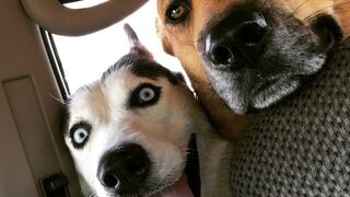 Приколы с собаками ???? Домашние животные