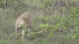 Surprise!A dog was suddenly attacked by a jaguar while walking on the street