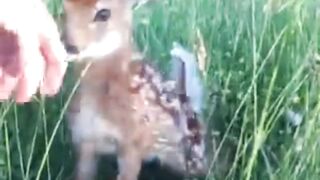 Google morning deer