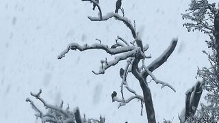 Snowfall and Birds.