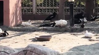 Beautiful duck