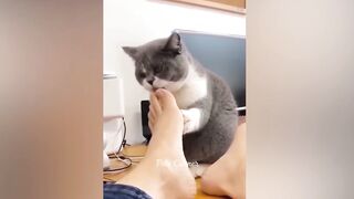 Funniest Animal’s Video 2023