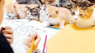 Cat and cat kids ,learning with kids.