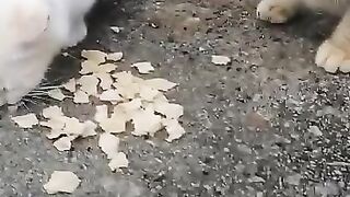 To Friend Cat