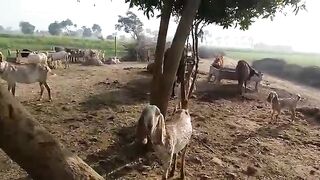 How to spend village life. visit a village life