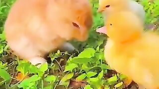 Rabbit with Duck kids.cuteness