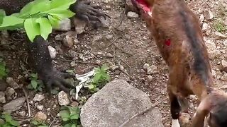 Atack on animals | bakriyon par janwer ka hamla | atack in jangle|
