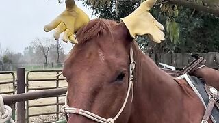 Funny horse