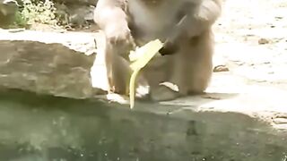 Funny Animals #funny #pets #animal #cats #dogs
