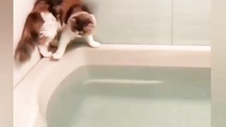 funny animals _ funny pets _ funniest cat reactions