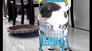 Cat Love