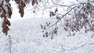 There is nothing so beautiful as a gentle snowfall????️❄️????️
