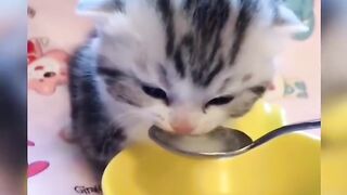 Funny Cat Videos Try Not To Laugh