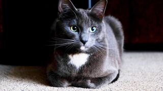 cute cat