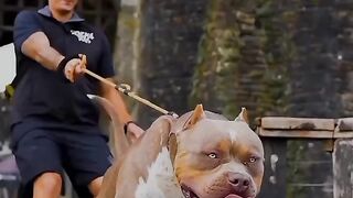 Pet dog