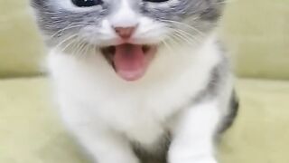 Cute Cat Compilation video 2023❣️❣️