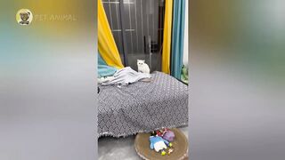 -Funny-Pranks-with-Animals-Selection-From