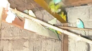 Bajri Birds