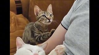 Animal fell like human