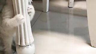 Funny videos from Tik Tok