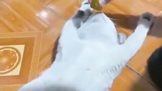 New Funny Videos 2023 ???? Cutest Cats and Dogs ????????