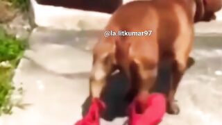 TRY NOT TO LAUGH, BEST FUNNY VIDEO ???? ????