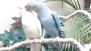 Beautiful parrots | febspot | viral | karma