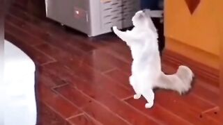 Funny videos from Tik Tok