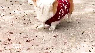 Funny videos from Tik Tok