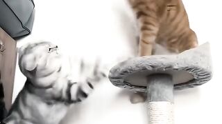 Funny videos from Tik Tok